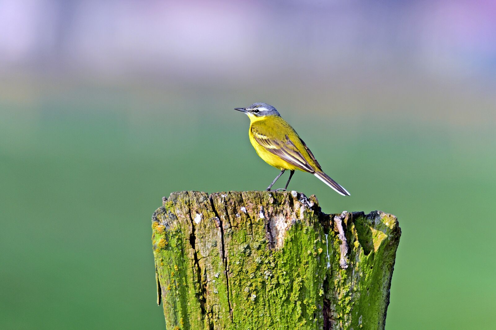 Nikon D750 sample photo. Yellow wagtail, songbirds, meadow photography