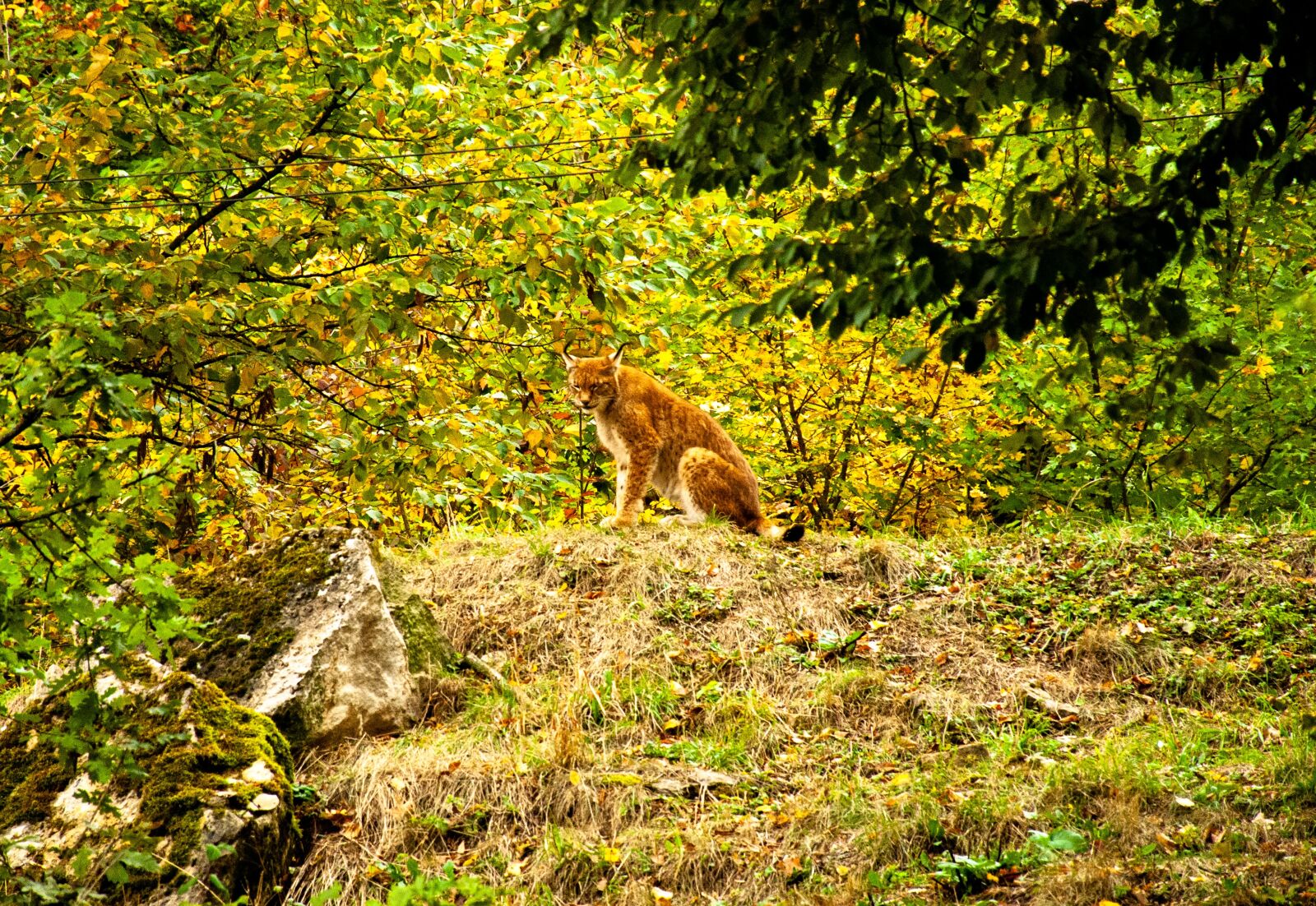 Nikon D90 sample photo. Lynx, wildcat, predator photography
