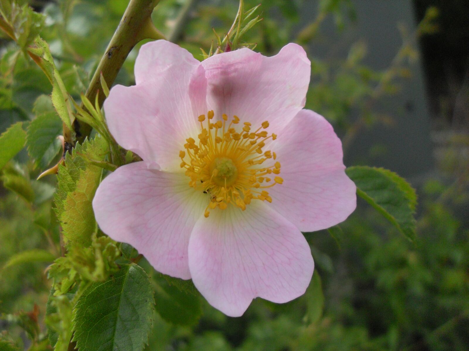 Samsung VLUU L100, M100  / Samsung L100, M100 sample photo. Blossom, bloom, wild rose photography
