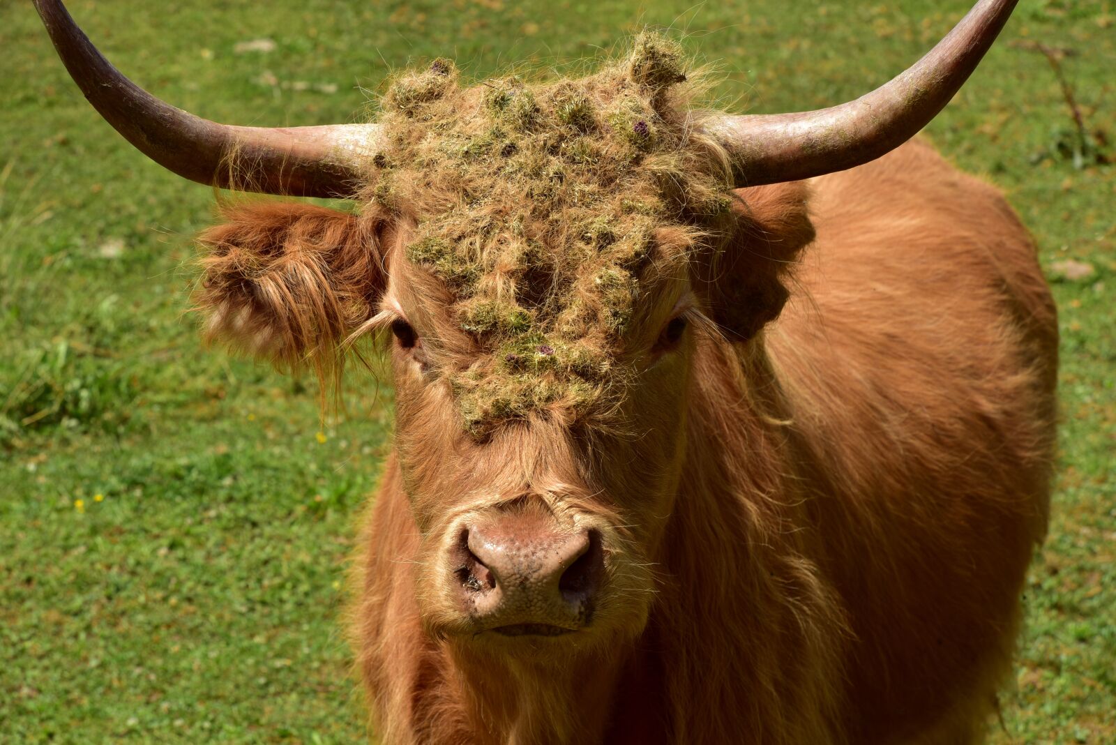 Nikon D750 sample photo. Galloway, highland beef, horns photography