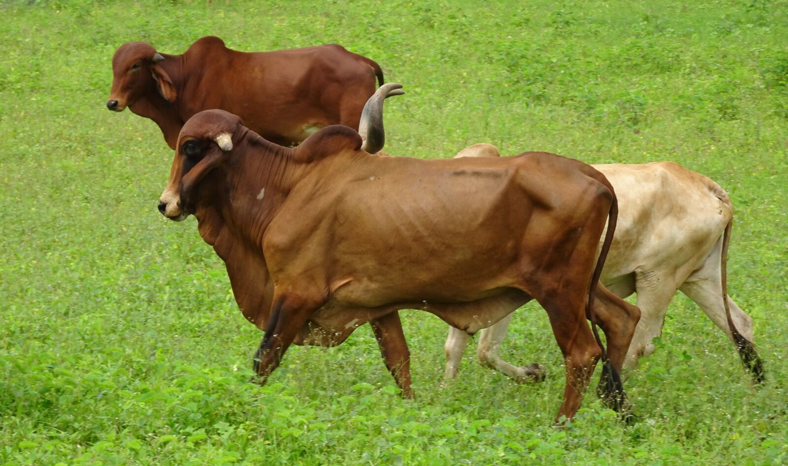 Sony Cyber-shot DSC-HX90V sample photo. Cattle, gir, breed photography