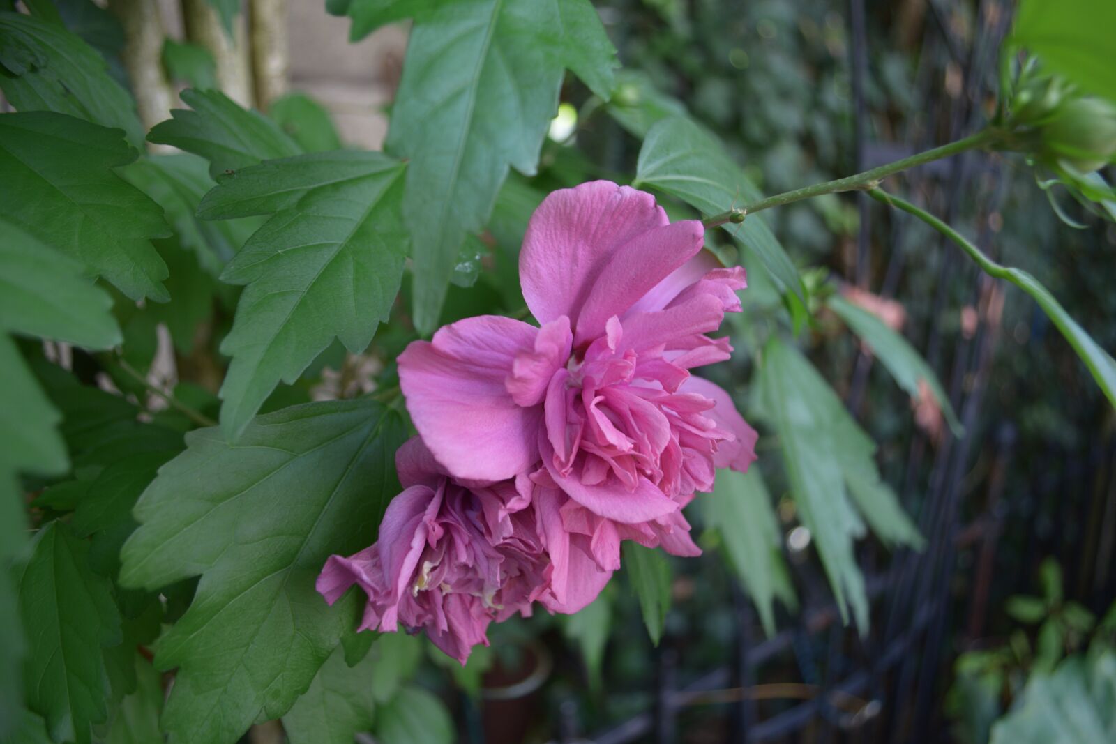 Nikon D3300 sample photo. Purple, violet, flower photography