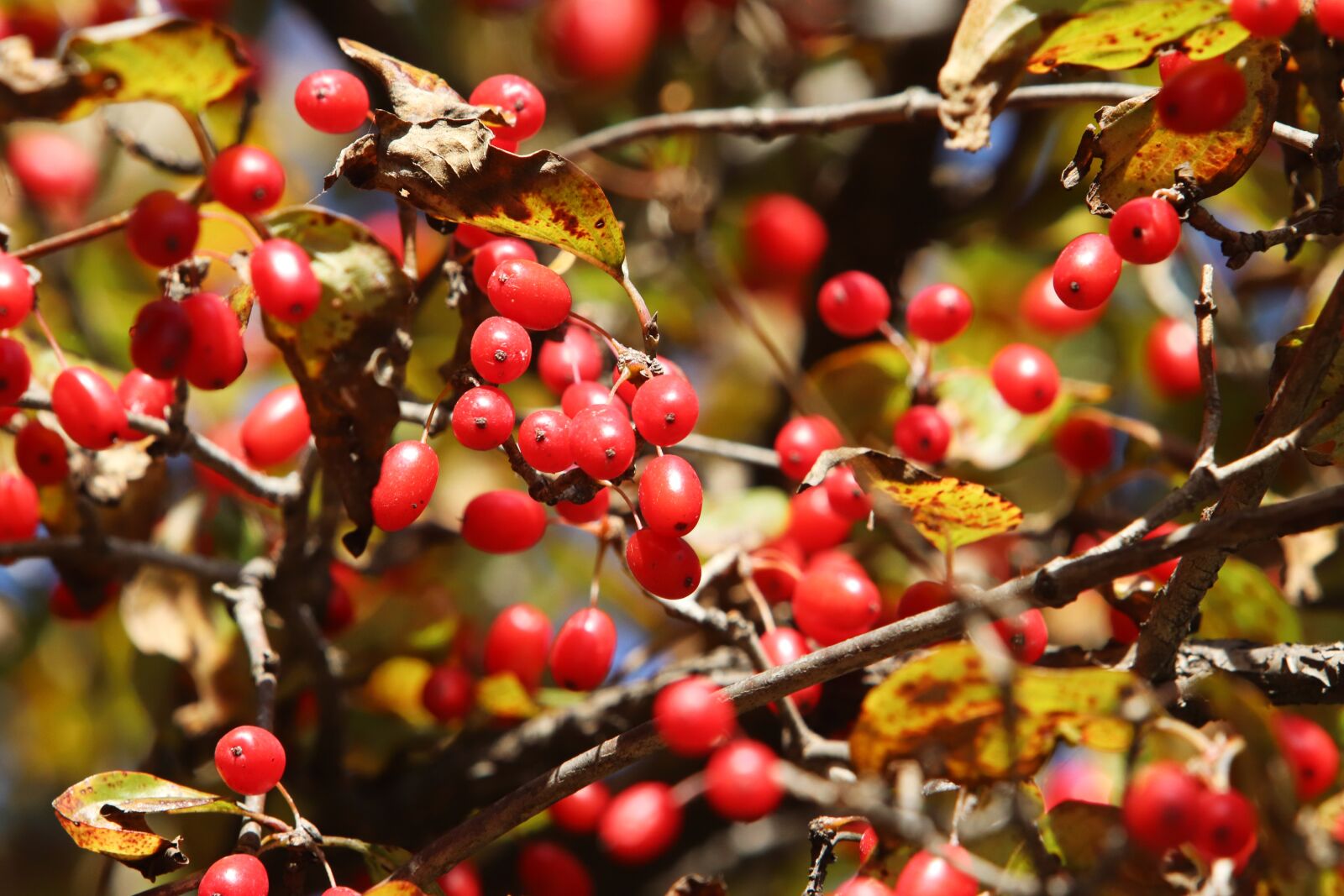 Canon EF 70-200mm F2.8L USM sample photo. Autumn, autumn leaves, colorful photography