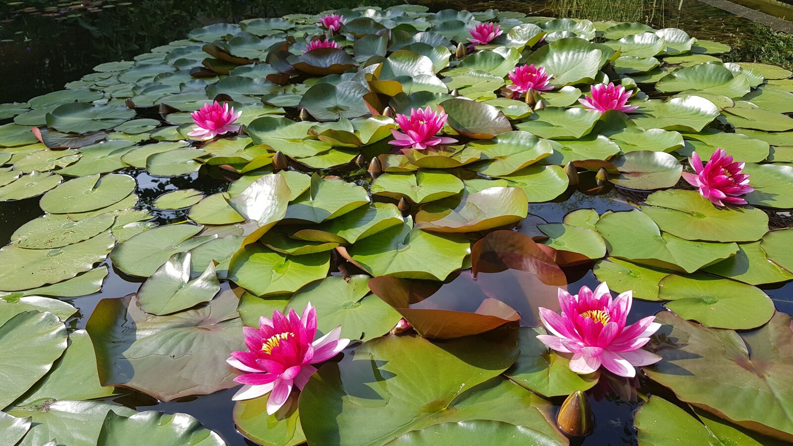Samsung Galaxy S8+ sample photo. Water lily, pond, pink photography