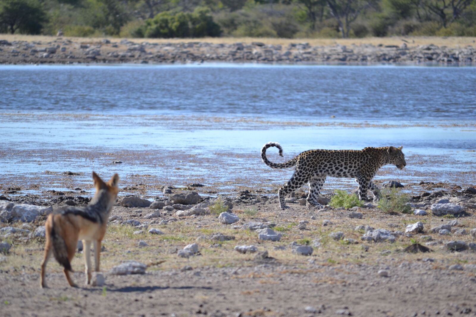 Nikon D3100 sample photo. Leopard, partner, friends photography