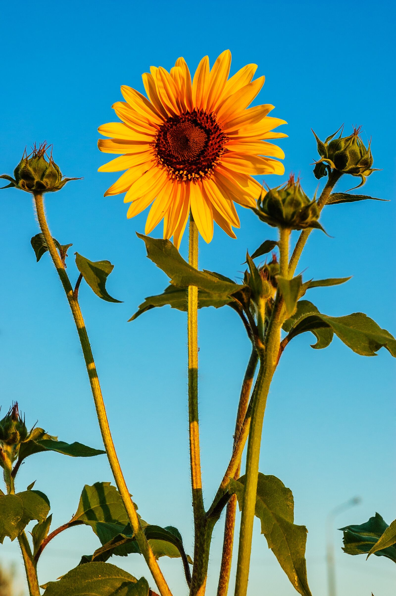 Nikon D70s sample photo. Spring, outdoor, closeup photography