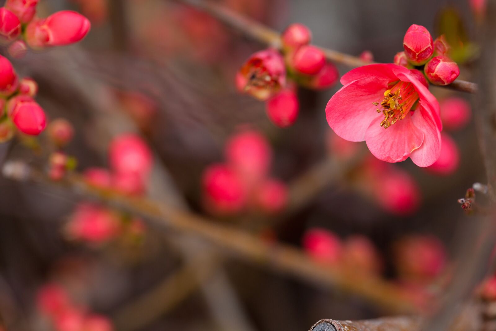 Canon EF 100mm F2.8L Macro IS USM sample photo. Flower, red flower, plum photography