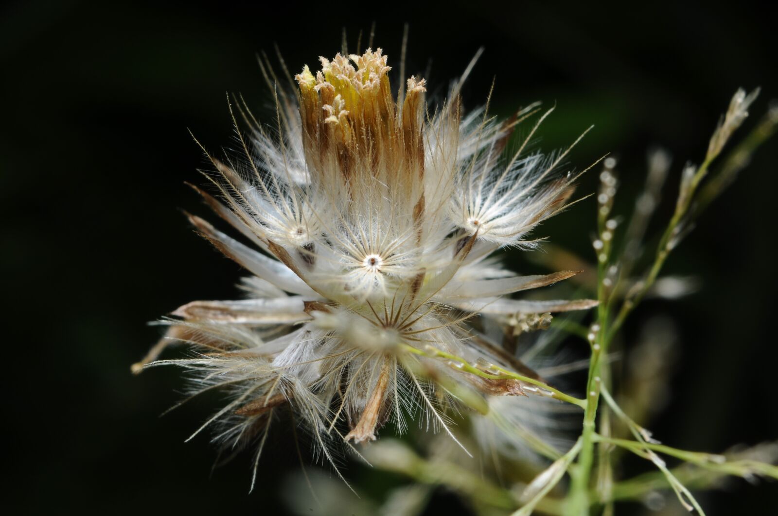 Nikon D90 sample photo. Flower, grass, green photography