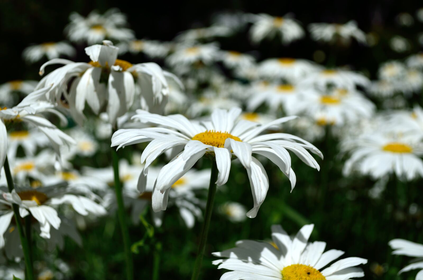 Nikon D5100 sample photo. Flowers, summer, motley grass photography