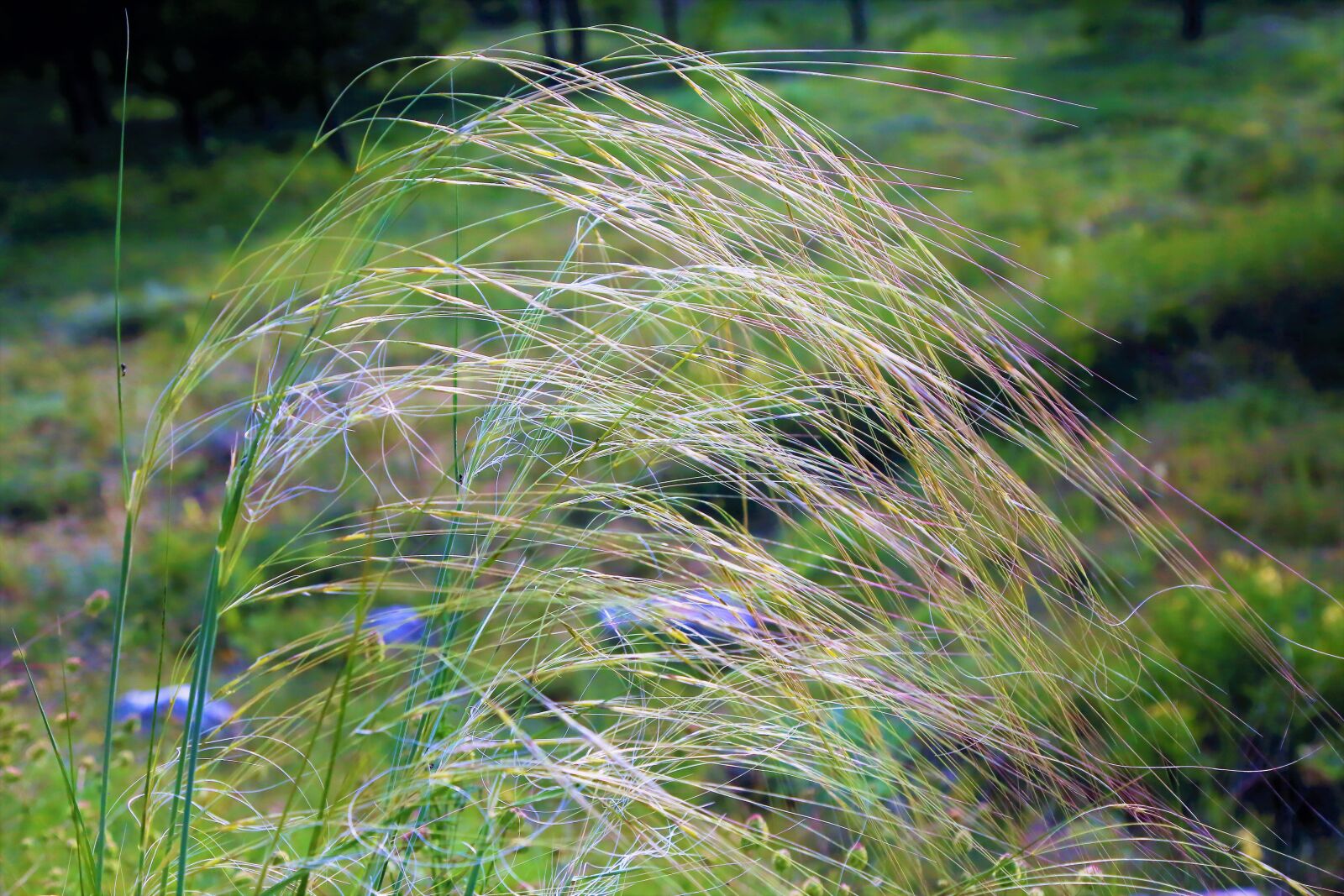 Canon EF 24-105mm F4L IS USM sample photo. Herbs, spring, nature photography