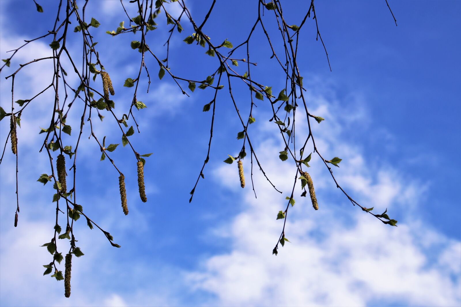 Canon EOS 80D sample photo. Spring, tree, branch photography
