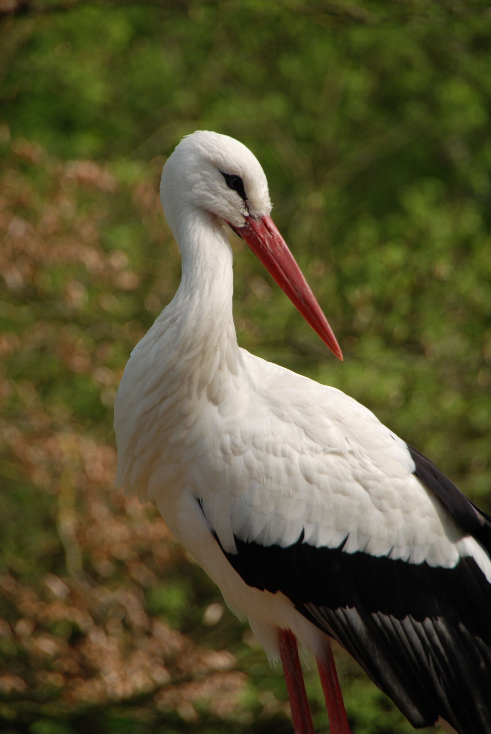 Nikon D80 sample photo. Animal, zoo, nature photography