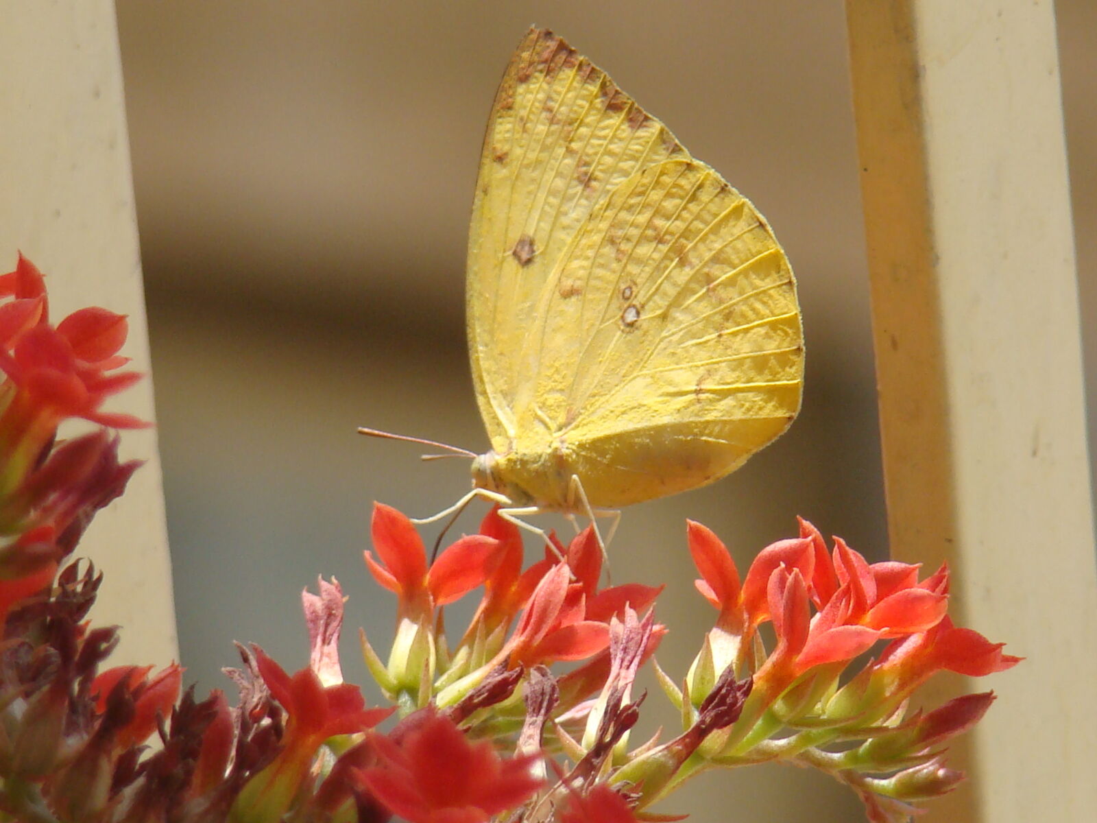 Sony DSC-H7 sample photo. Beautiful, butterfly, flower, golden photography