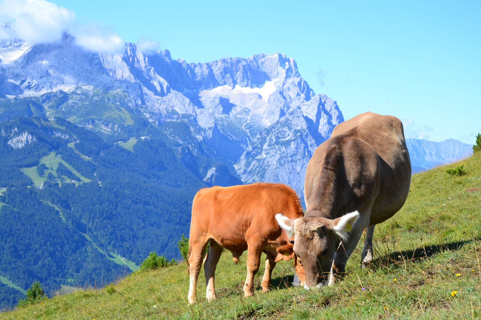 Nikon D3100 sample photo. Allgäu, cows, cow photography