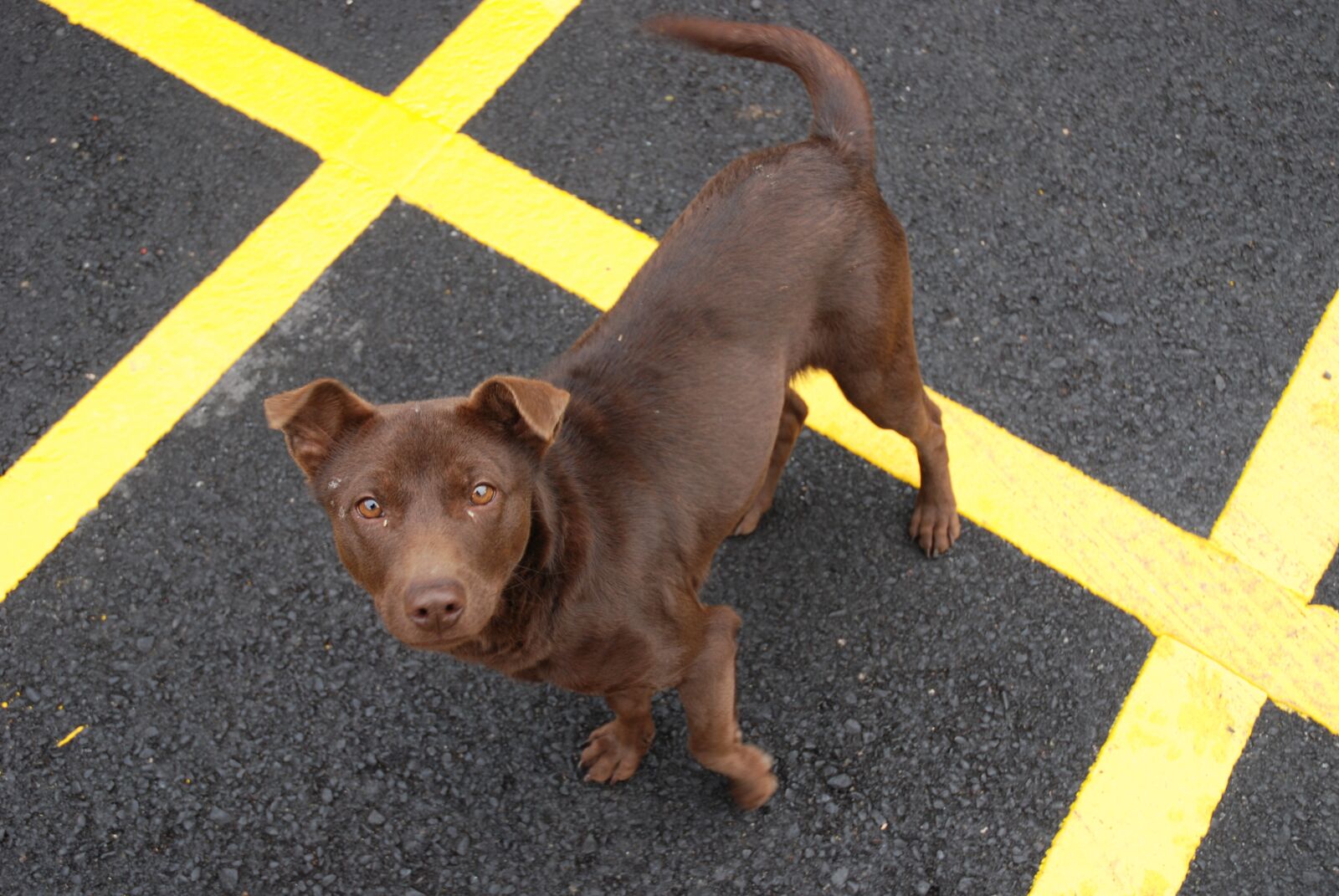 Nikon D80 sample photo. Dog, dogs stray, brown photography