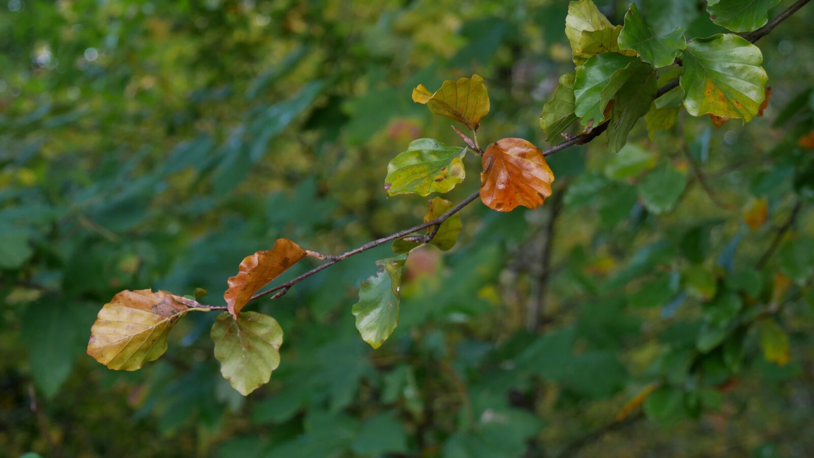 Panasonic Lumix DMC-G85 (Lumix DMC-G80) sample photo. Autumn, november, october photography