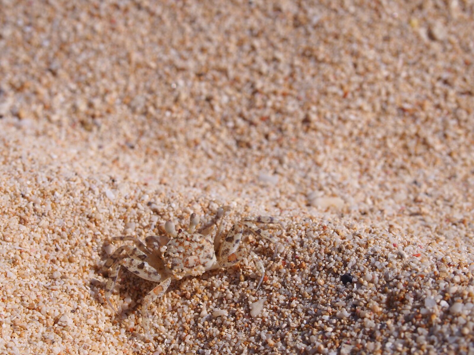 Olympus PEN E-PL6 sample photo. Crab, sand, beach photography