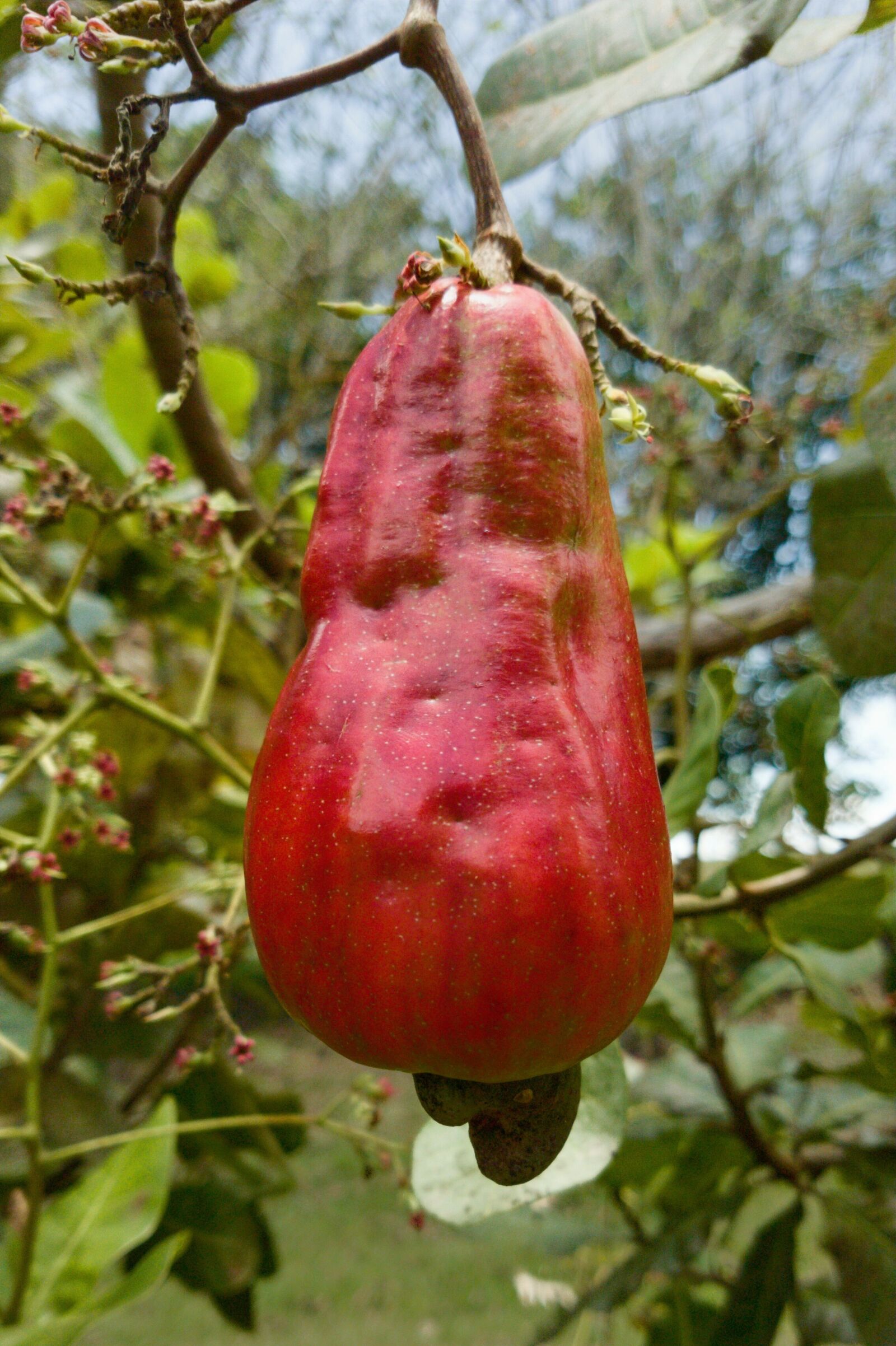 Samsung Galaxy S7 Edge sample photo. Red, cashew, fruit photography