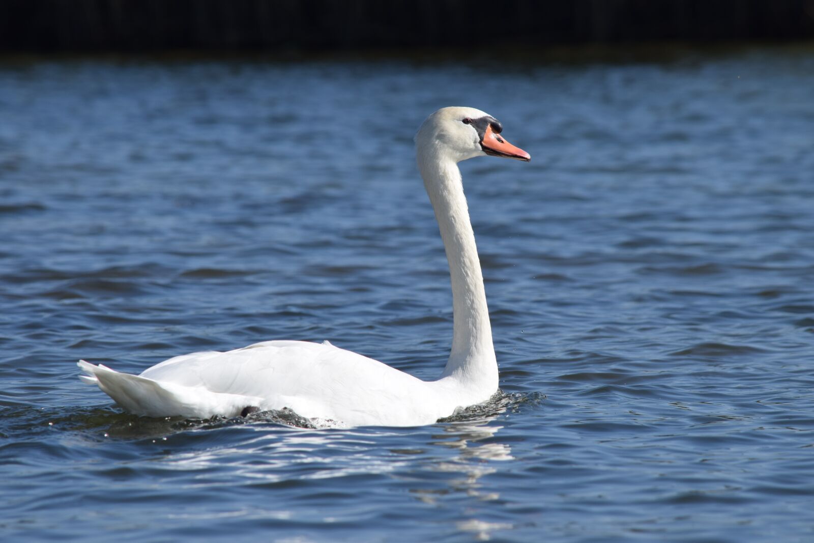 Nikon D5300 sample photo. Swan, waterfowl, water photography