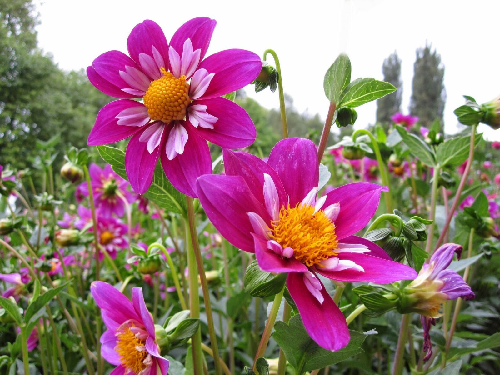 Canon PowerShot SD780 IS (Digital IXUS 100 IS / IXY Digital 210 IS) sample photo. Dahlia, flower, plant photography