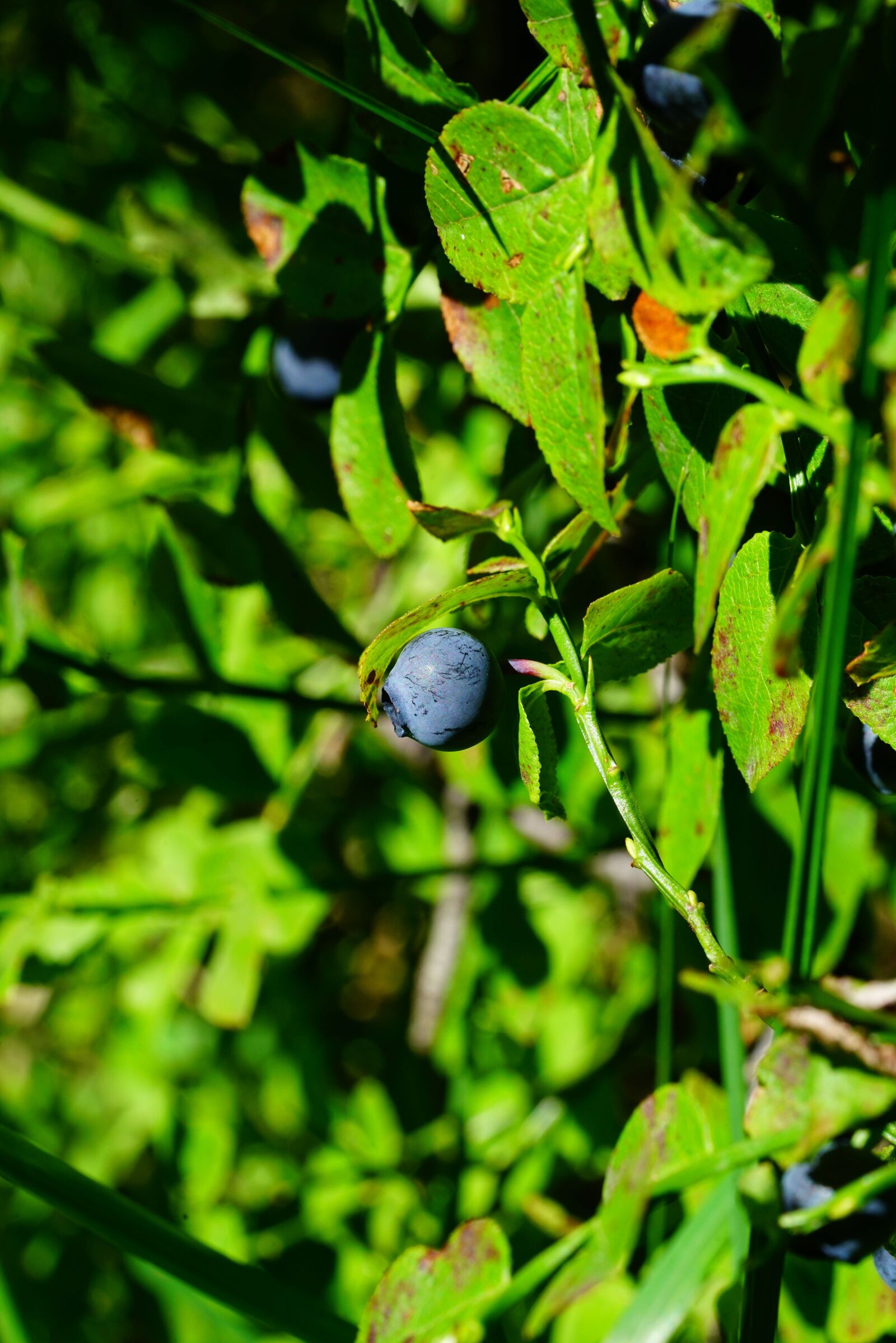 Sony a7R II sample photo. Blueberry, berry, fruit photography