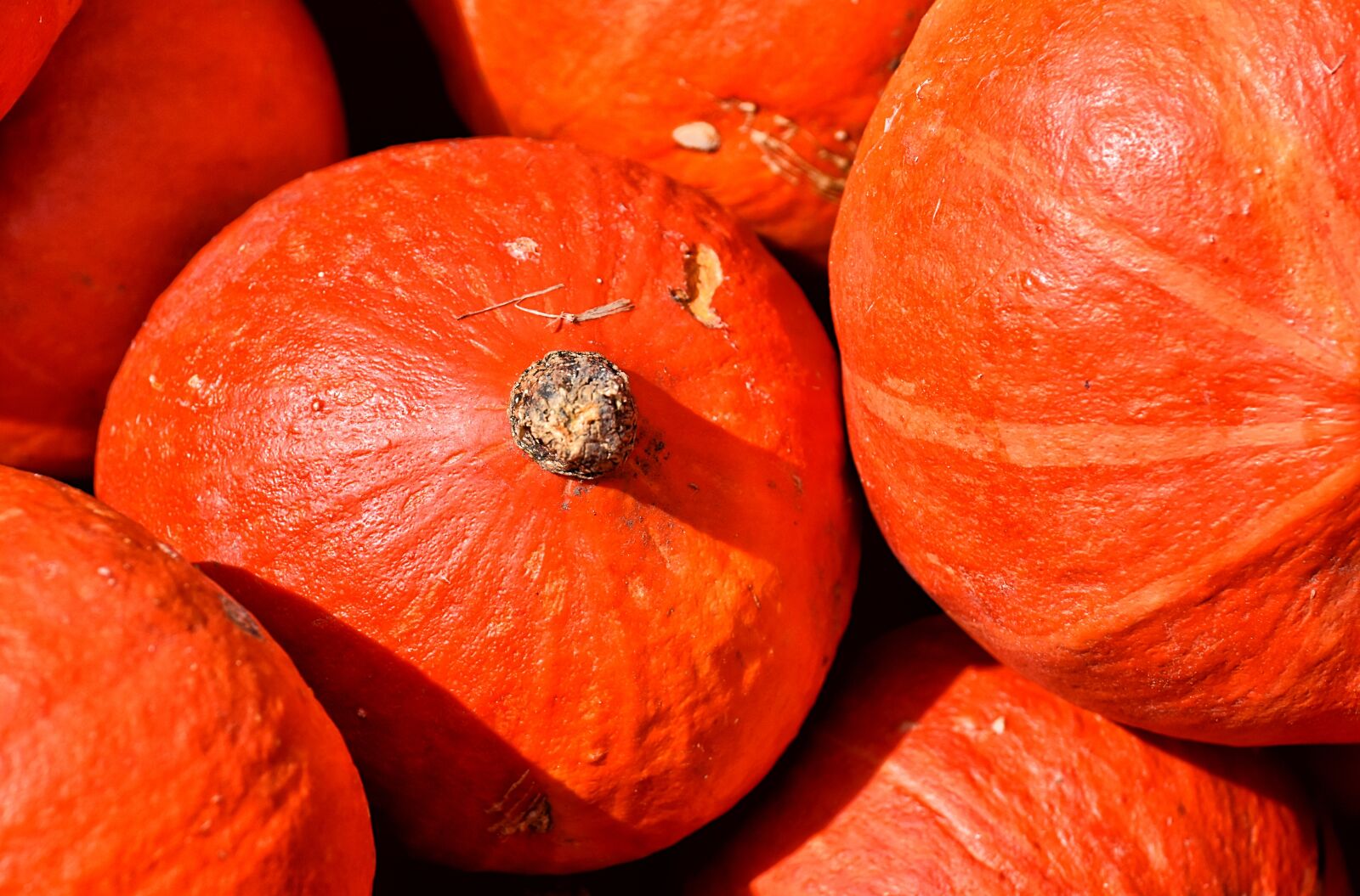 Nikon D7200 sample photo. Pumpkins, autumn, decoration photography