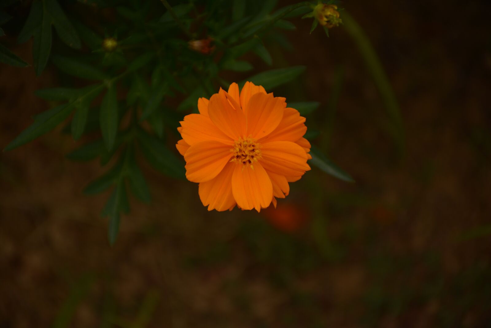 Nikon D5200 sample photo. Summer, nature, purity photography