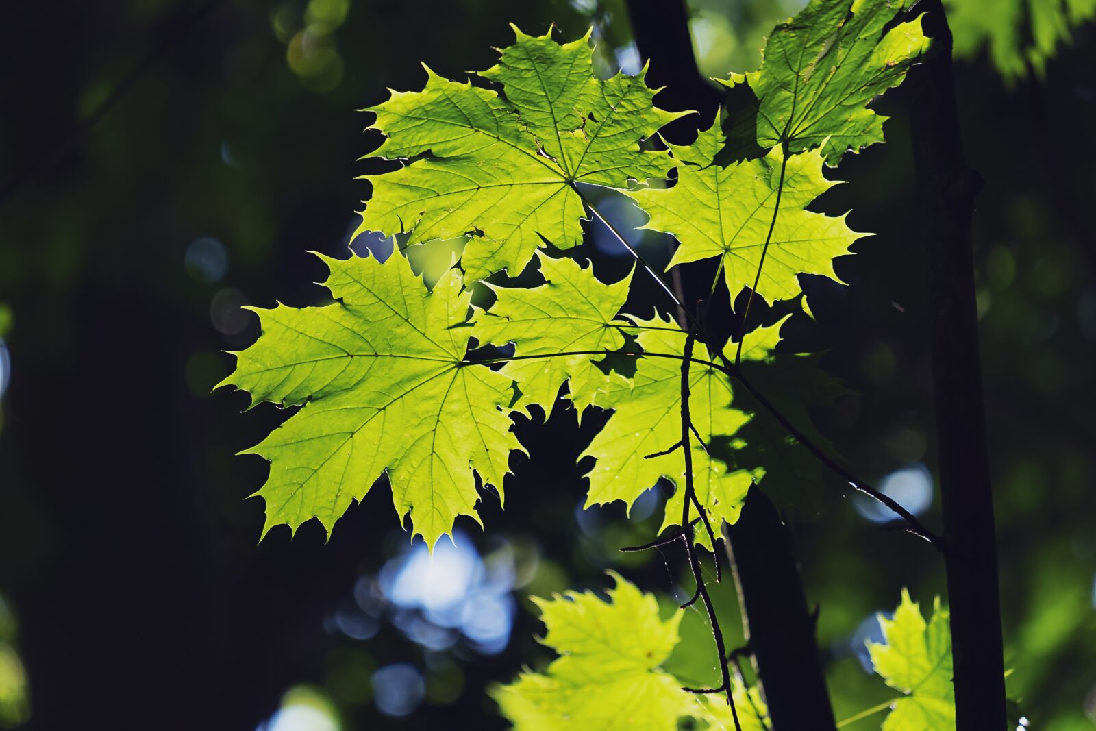 Fujifilm XF 55-200mm F3.5-4.8 R LM OIS sample photo. Leaves, maple, forest photography