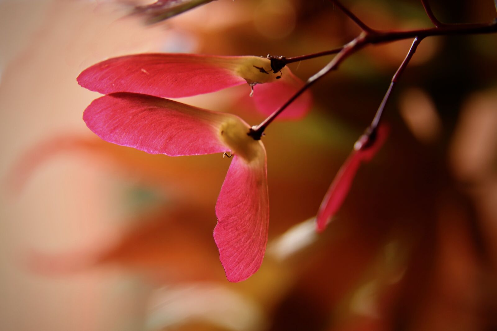 Canon EOS 800D (EOS Rebel T7i / EOS Kiss X9i) sample photo. Maple, japanese maple, red photography