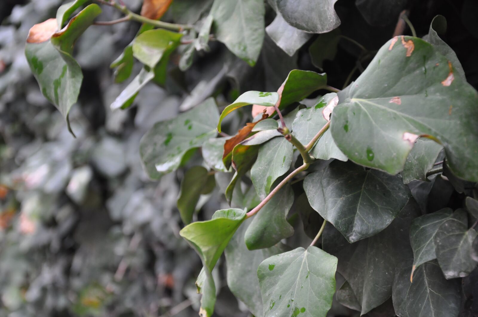 Nikon D90 sample photo. Photos, taken, s photography