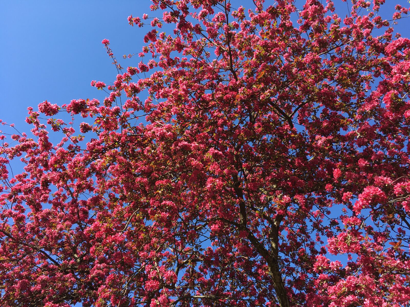 iPhone SE back camera 4.15mm f/2.2 sample photo. Flora, plant, trees photography
