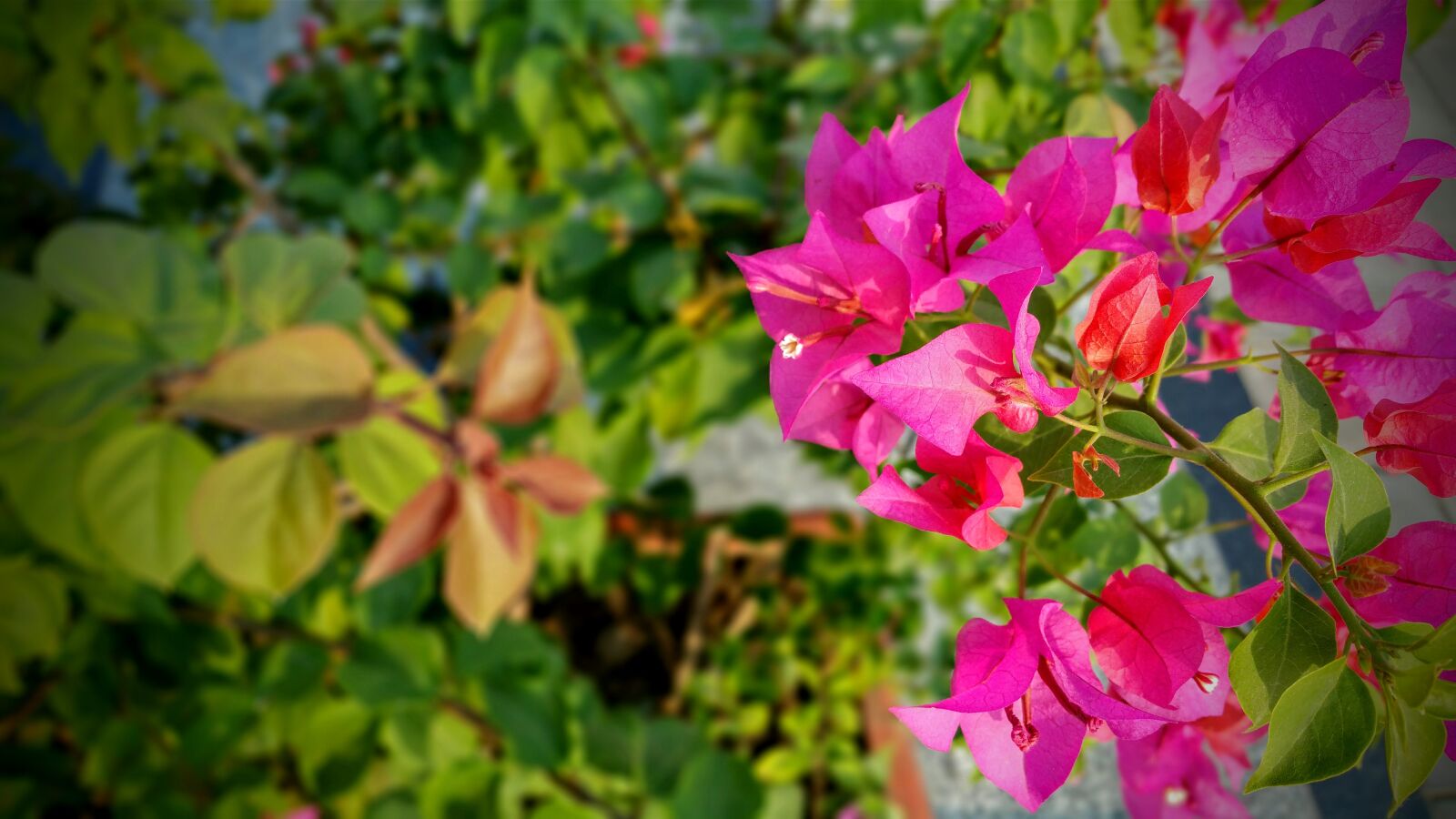 Samsung Galaxy Note4 sample photo. Beautiful, bloom, blooming, blossom photography