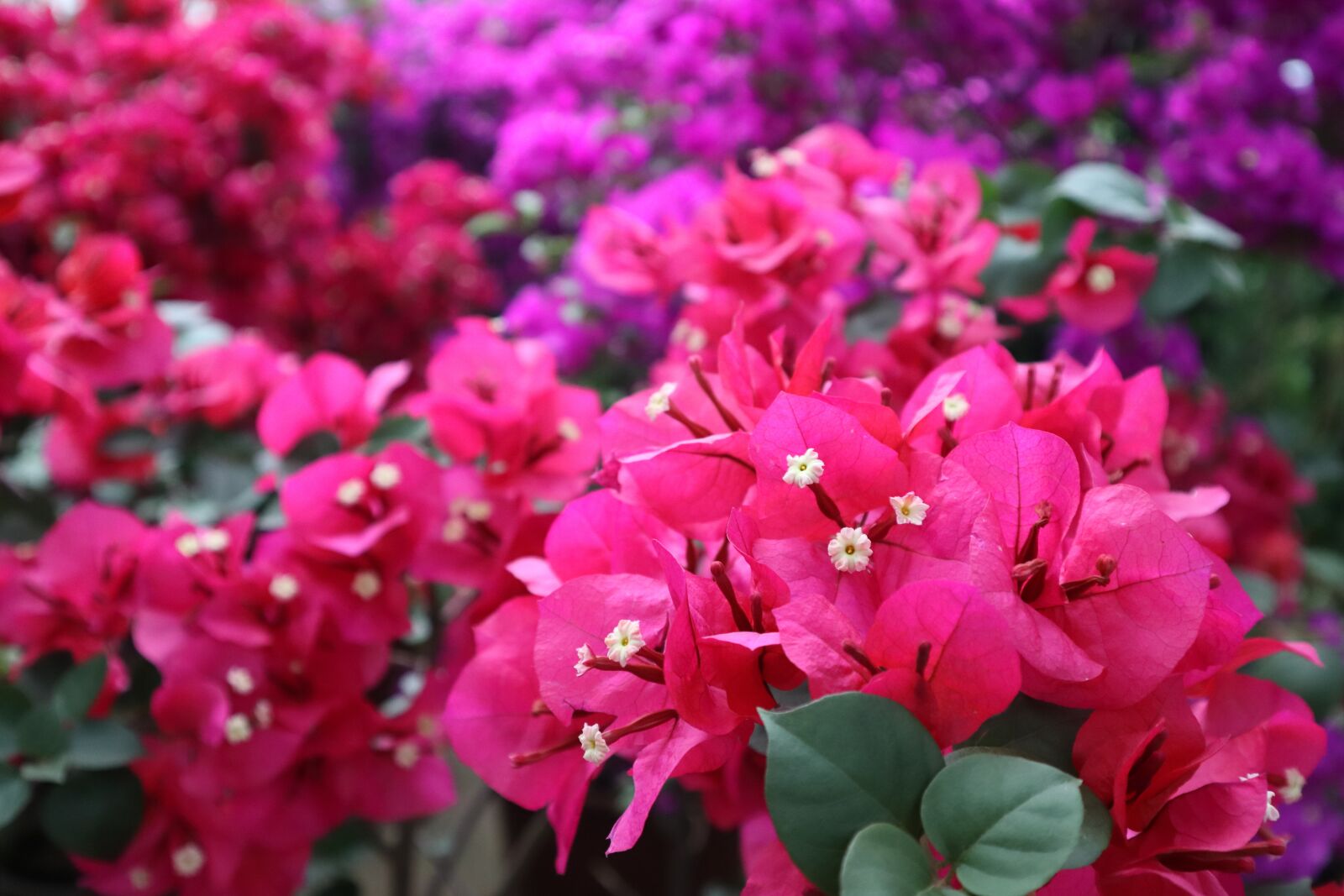 Canon EOS M50 (EOS Kiss M) sample photo. Warm, flower, azaleas photography