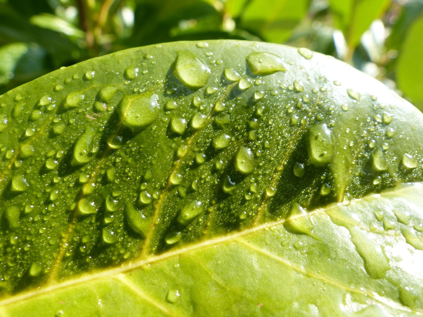 Panasonic Lumix DMC-FZ200 sample photo. Nature, green, raindrop photography