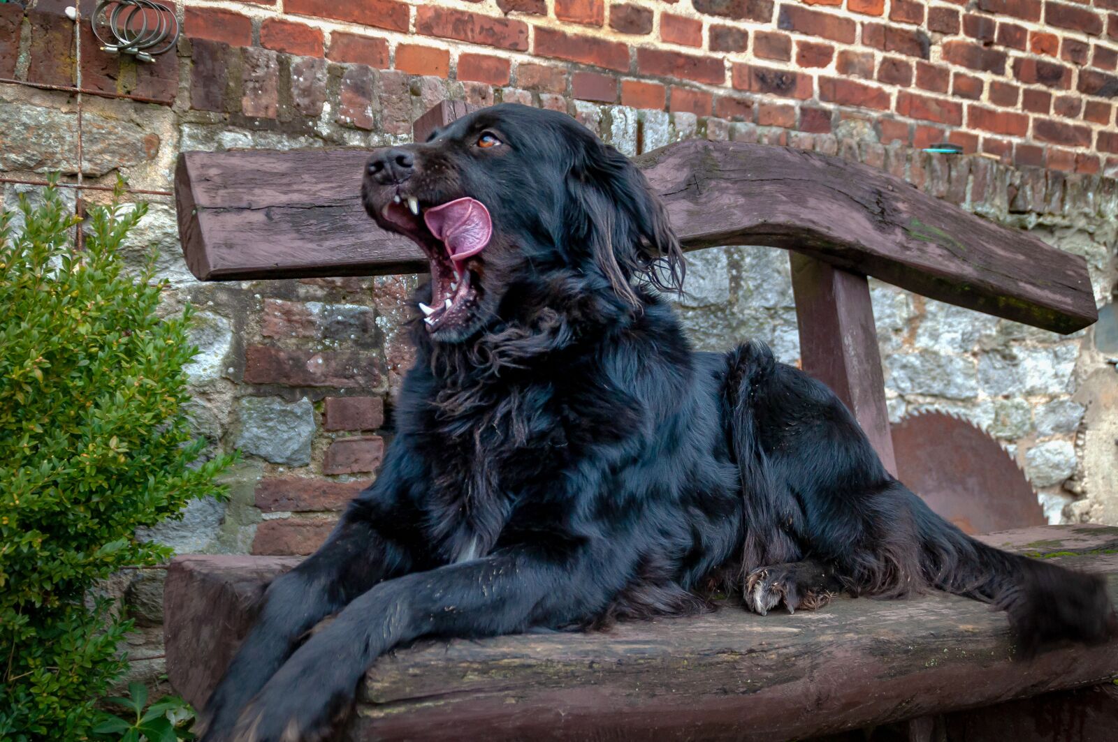 Nikon D5000 sample photo. Dog, tongue, black photography