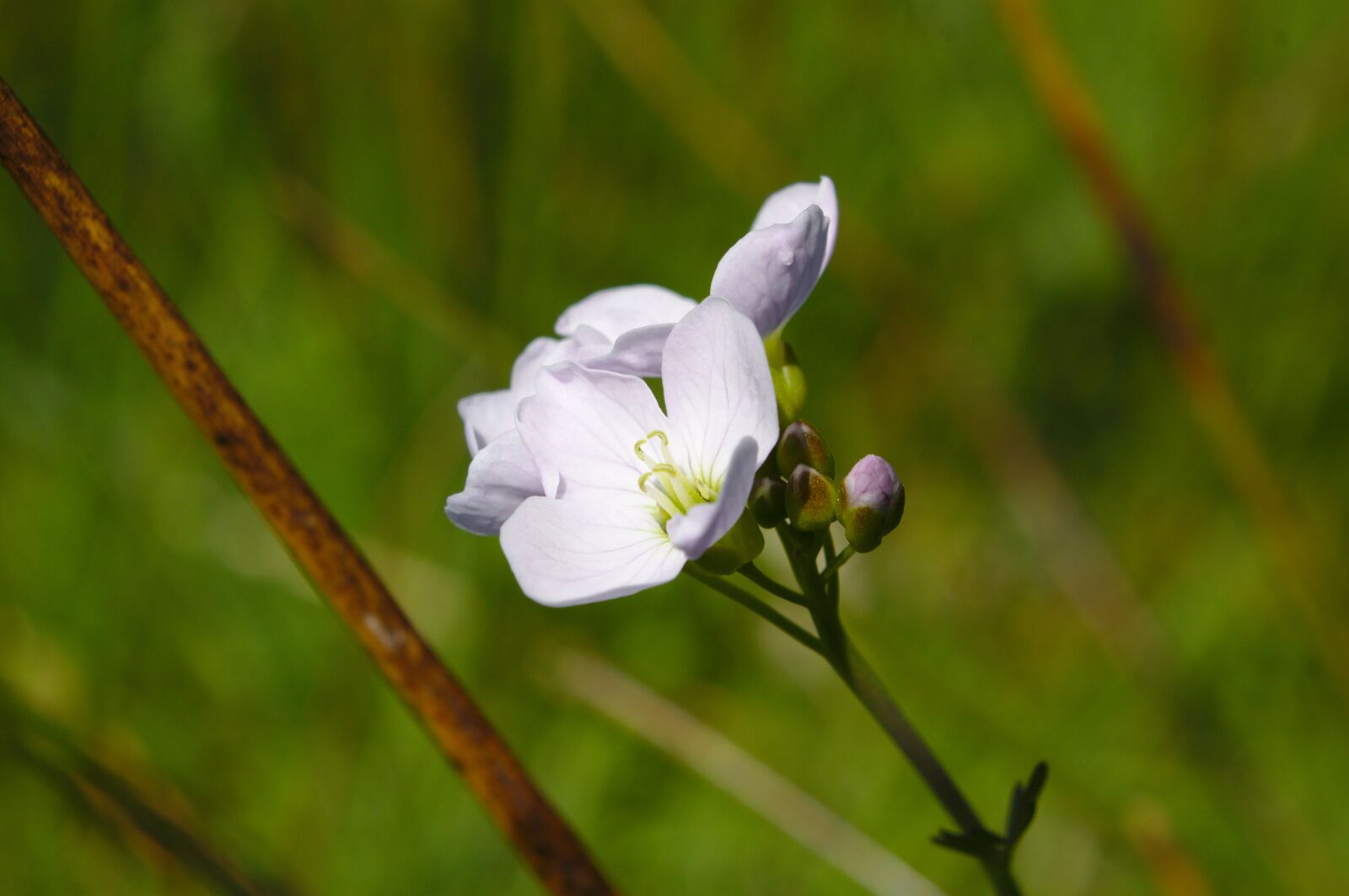 Canon EOS 50D sample photo. Ladies smock, pratensis, cuckoo photography