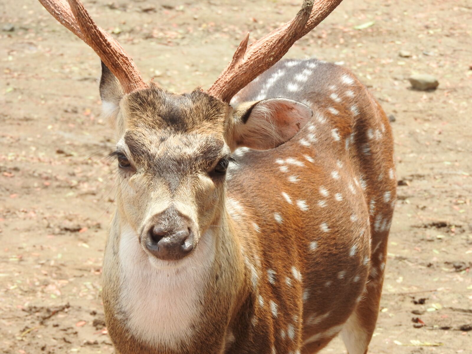 Nikon Coolpix P610 sample photo. Nature, animal, wildlife photography