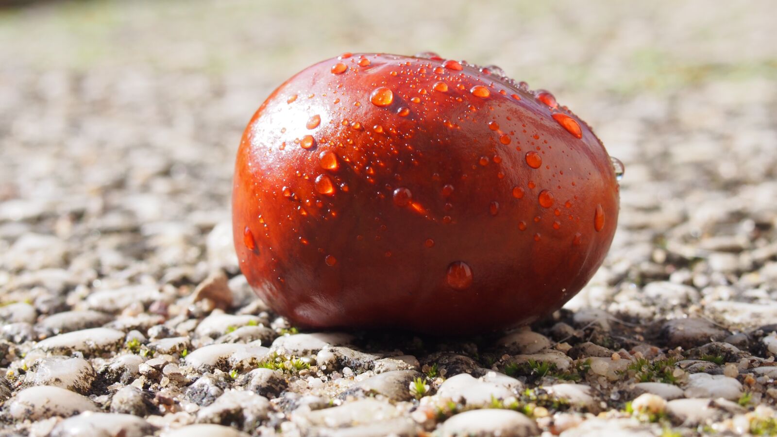 Olympus PEN E-PL6 sample photo. Chestnut, macro, autumn photography