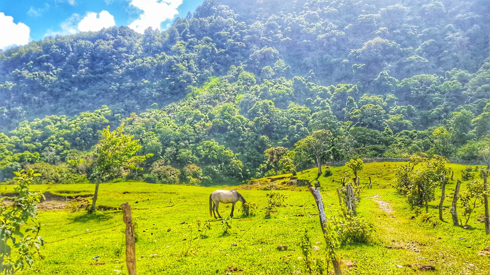 Samsung GALAXY S6 edge sample photo. Hourse, nature, view, farm photography