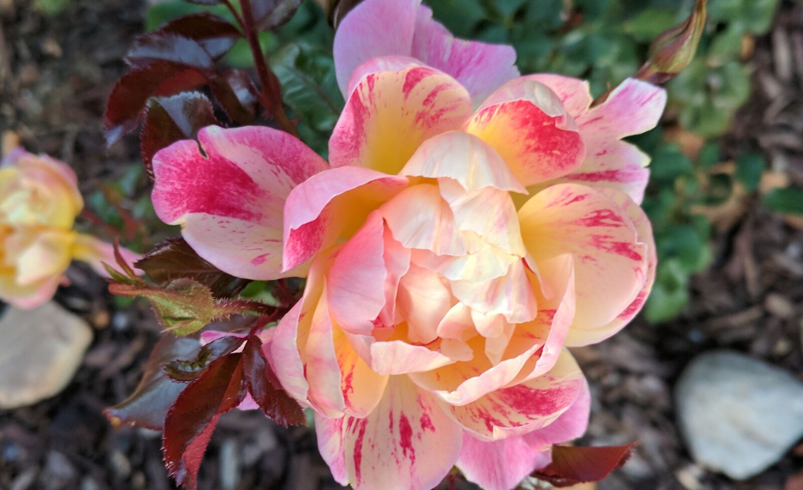 Google Pixel XL sample photo. Rose, pink, bloom photography