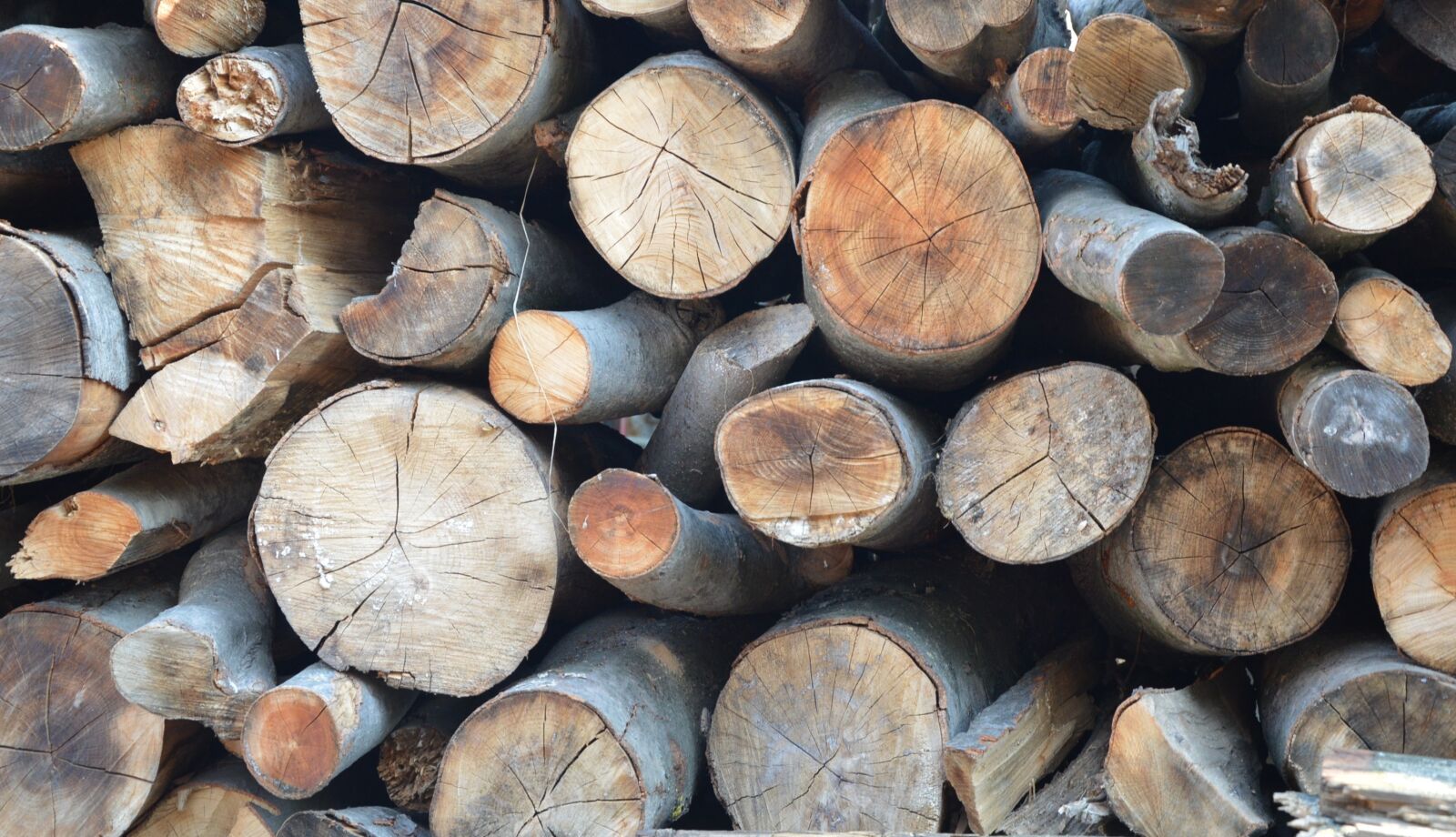 Nikon D3200 sample photo. Wood, forest, tree trunk photography