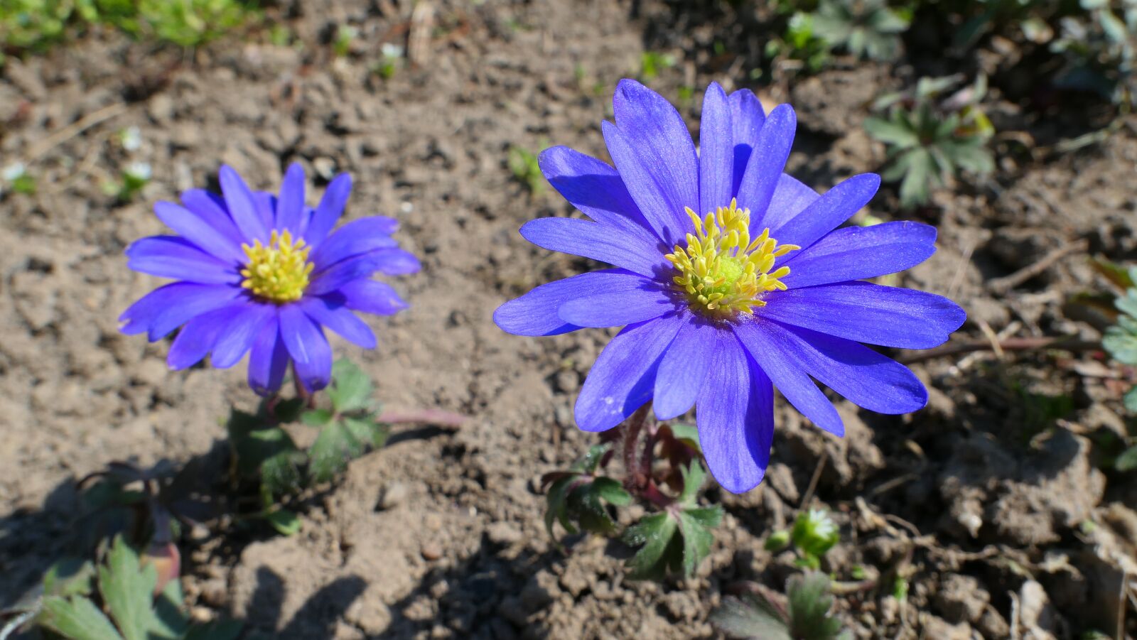 Panasonic Lumix DMC-LX10 (Lumix DMC-LX15) sample photo. Flowers, blue, spring photography