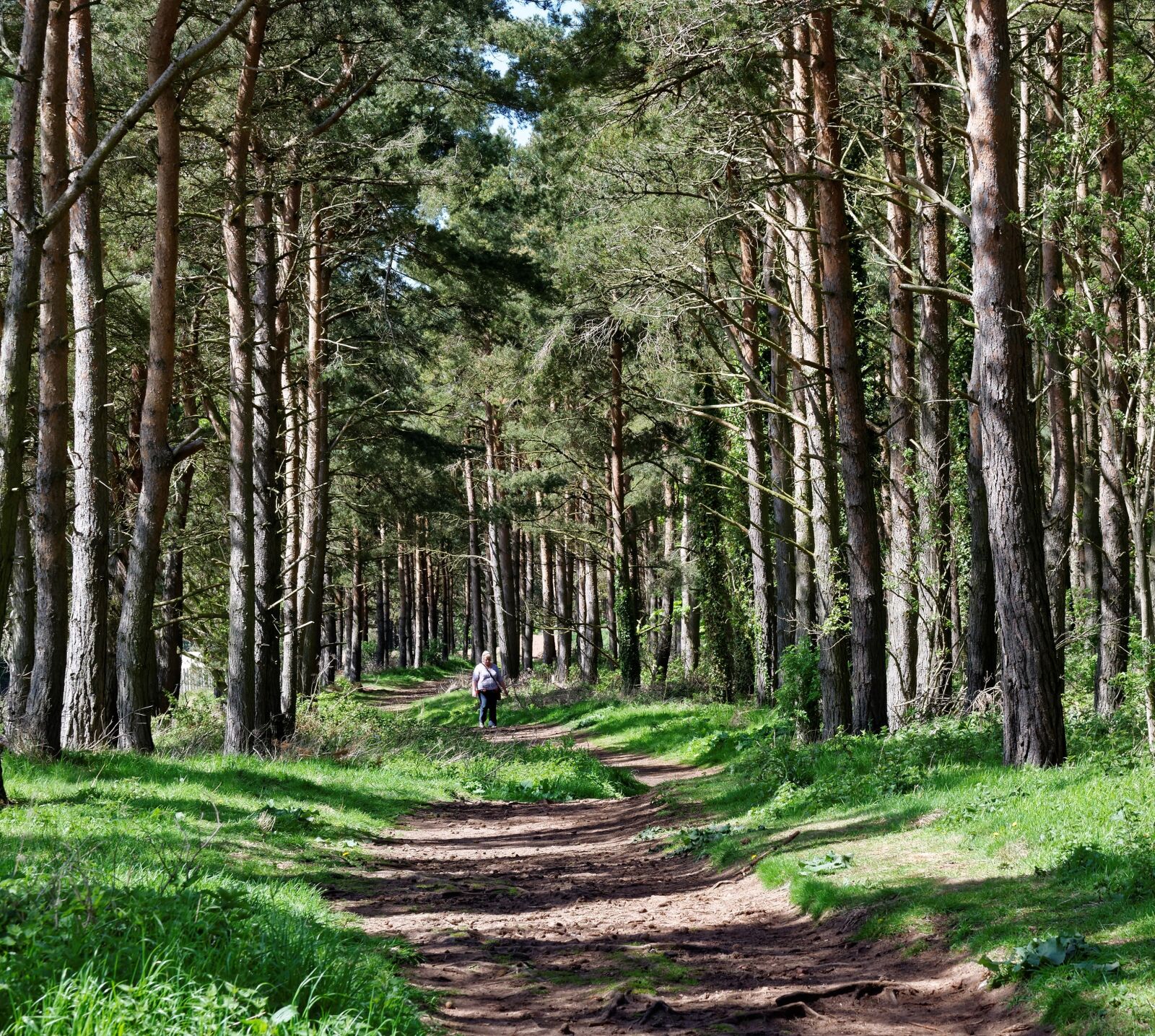 Nikon D3300 sample photo. Trees, wood, nature photography