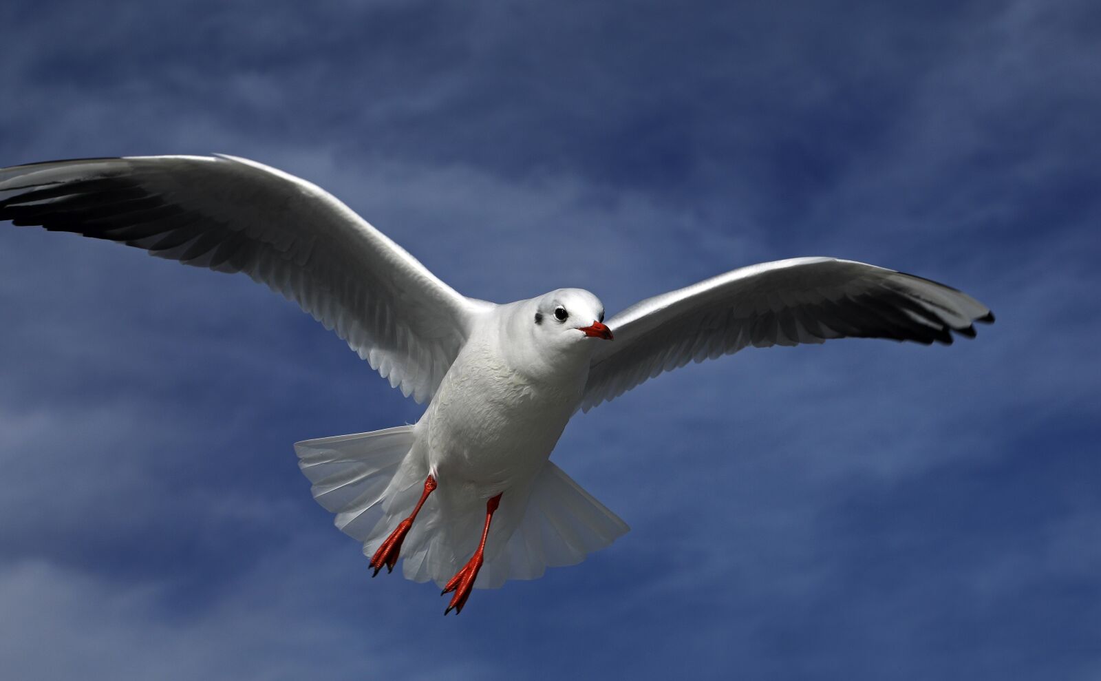 Canon EOS 5D Mark IV sample photo. Seagull, bird, flying photography