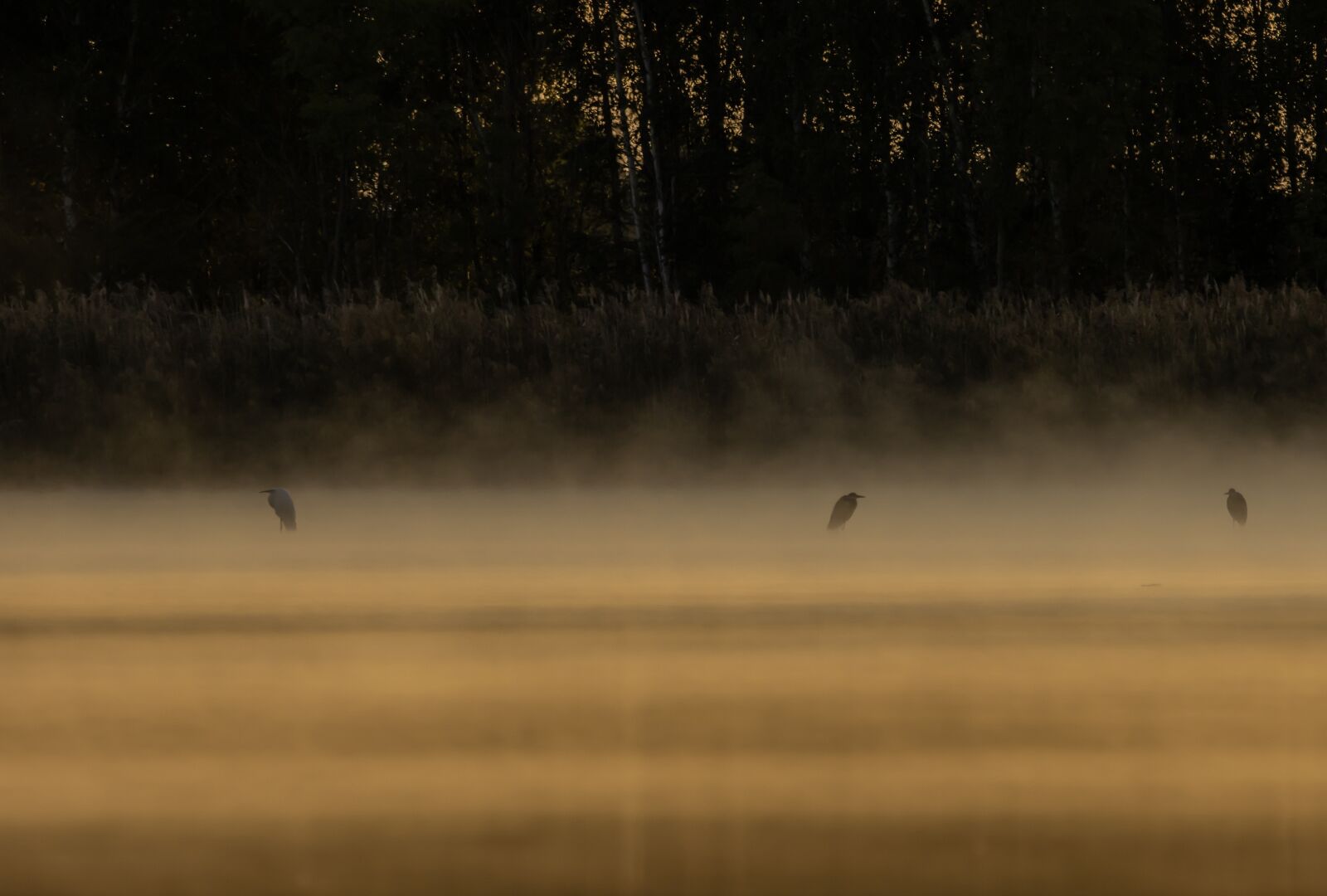Canon EOS 90D sample photo. Sunrise, lake, heron photography