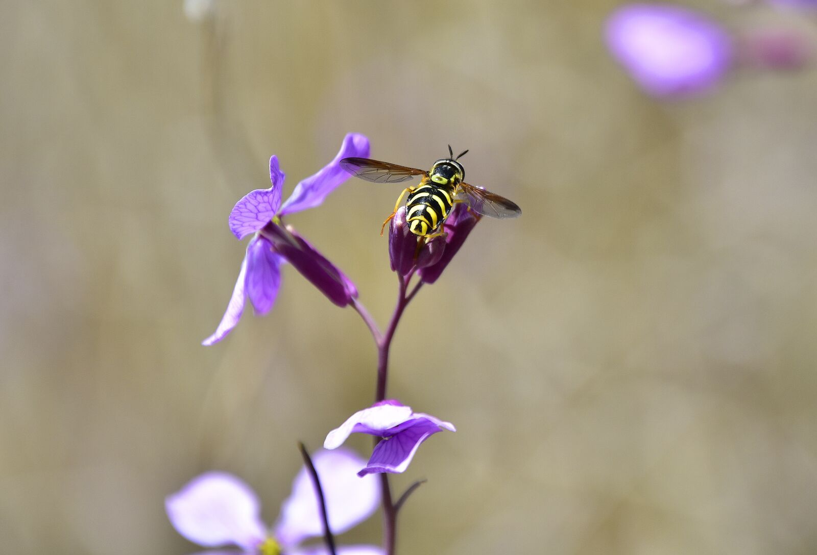 Nikon D7200 sample photo. Insect, nature, outdoors photography