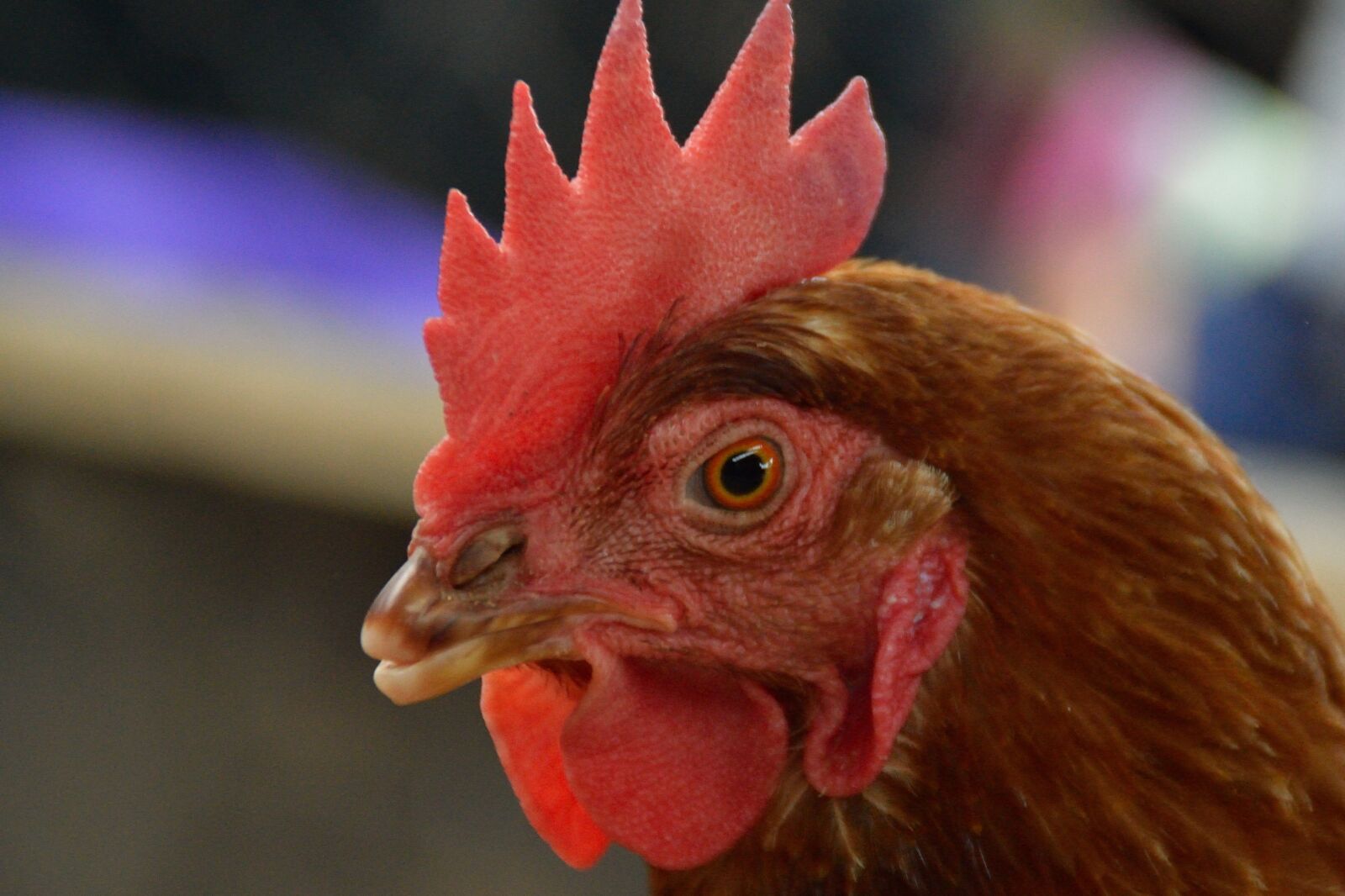 Nikon D3200 sample photo. Gallo, ave, animals photography