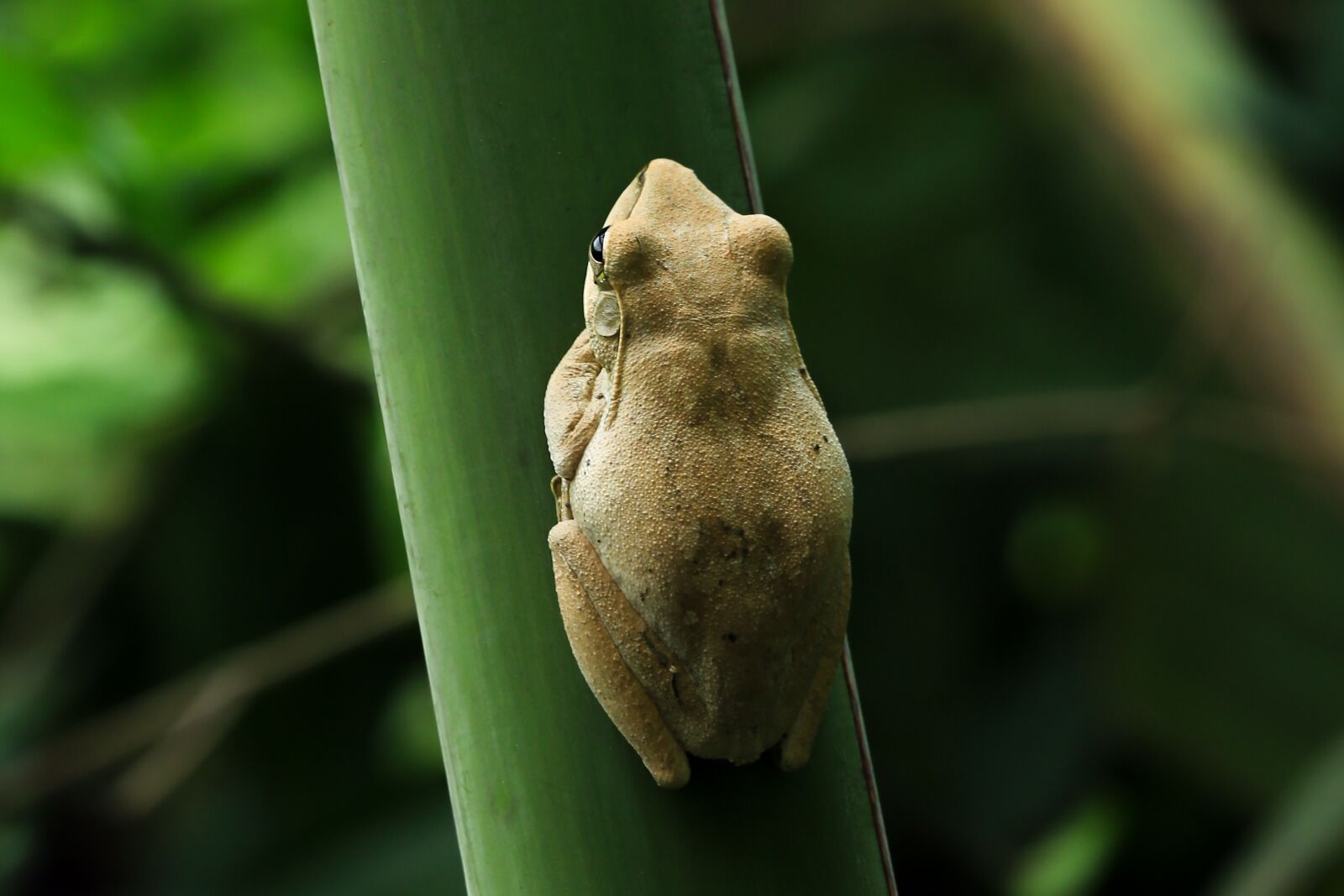 Canon EF 70-200mm F2.8L IS II USM sample photo. Scaphiopus holbrookii, toad, frog photography