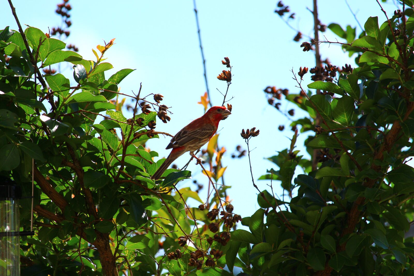 Canon EOS 700D (EOS Rebel T5i / EOS Kiss X7i) sample photo. Bird, finch, bush photography