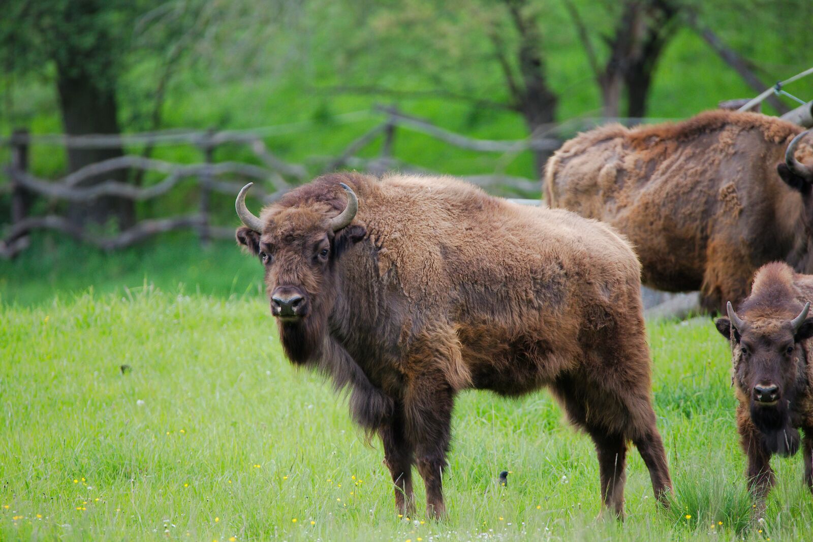 Canon EOS 6D sample photo. Animal, grass, mammal photography